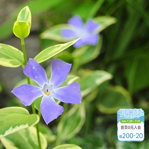 紫色小花垂吊花卉阳台盆栽苗