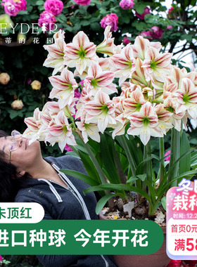 海蒂的花园荷兰朱顶红种球进口惊奇响铃爱神重瓣花卉植物室内花卉