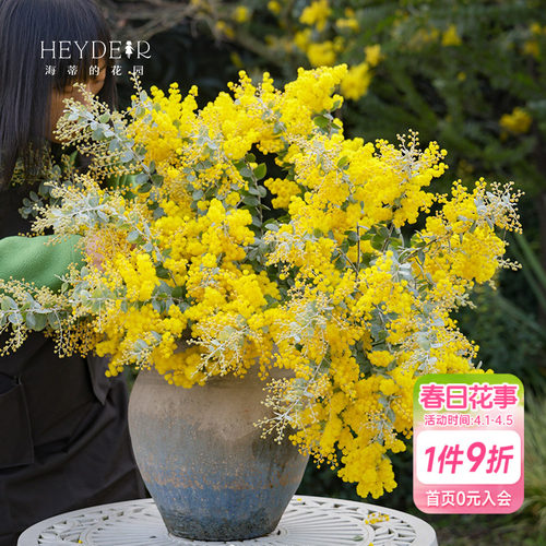 银叶金合欢海蒂的花园
