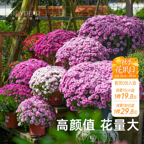 海蒂宿根草花球菊带花盆栽
