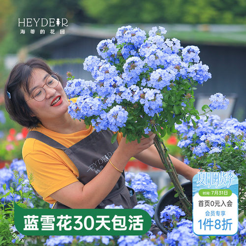 海蒂的花园蓝雪花盆栽耐热阳台可爬藤四季好养易活花卉植物室内花