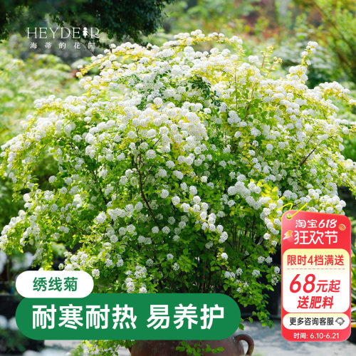 海蒂的花园绣线菊黄金喷泉庭院
