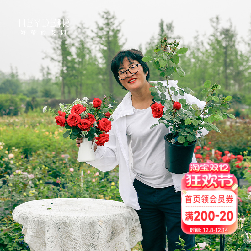 红苹果月季勤花红色玫瑰