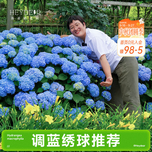 海蒂的花园成都总店易调蓝大花绣球花苗无尽夏花卉盆栽植物