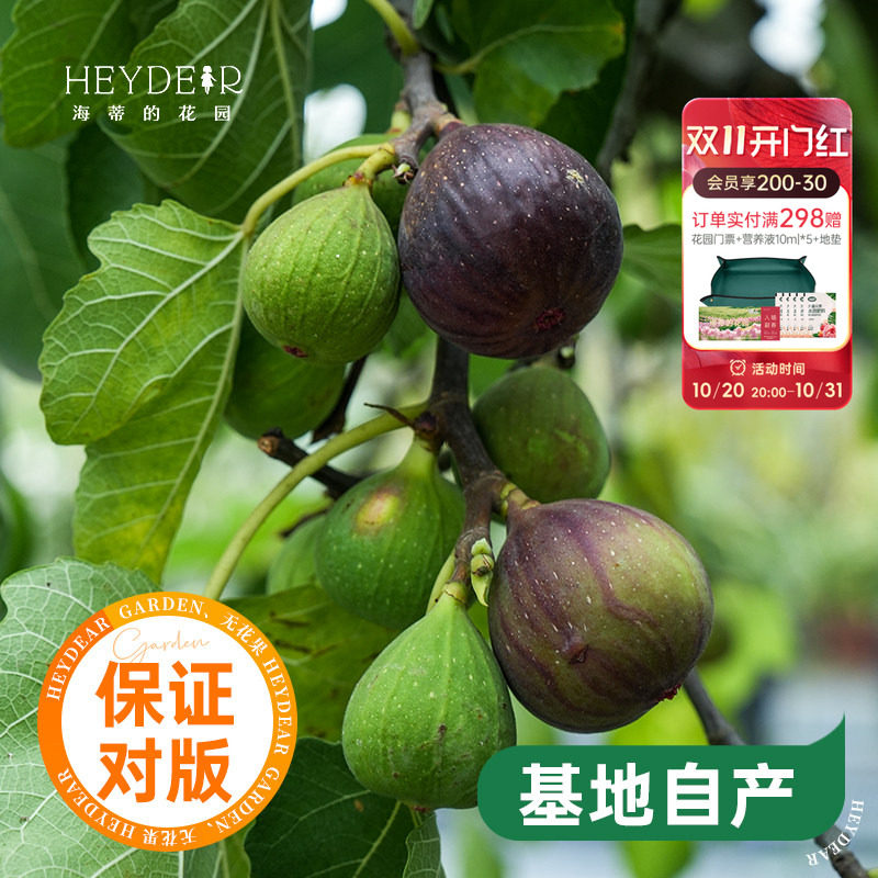 海蒂的花园无花果树果苗盆栽庭院家庭地栽水果树苗好种易养
