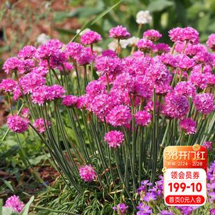 海蒂的花园石竹阳台庭院景观花卉耐寒花期长阳台好养植物花卉盆栽