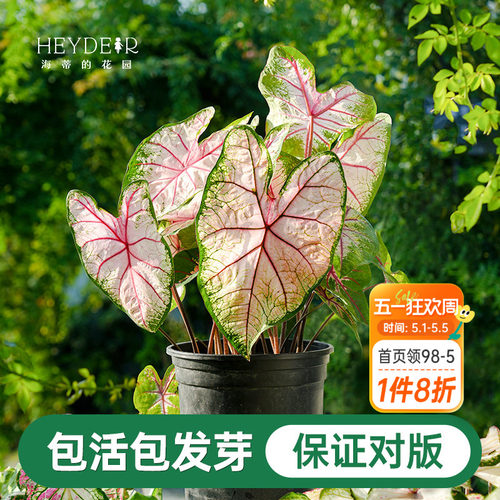 海蒂的花园彩叶芋种球粉色飞溅白色恋人桌面盆栽观叶植物室内绿植