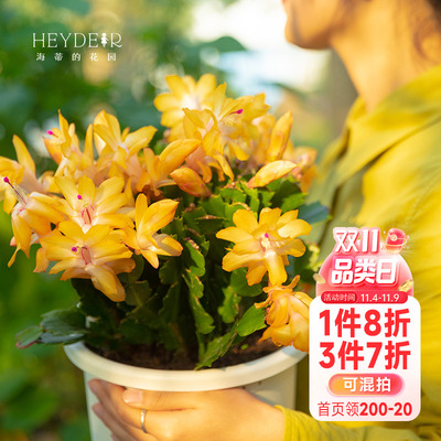 蟹爪兰新品种阳台盆栽带花苞好养