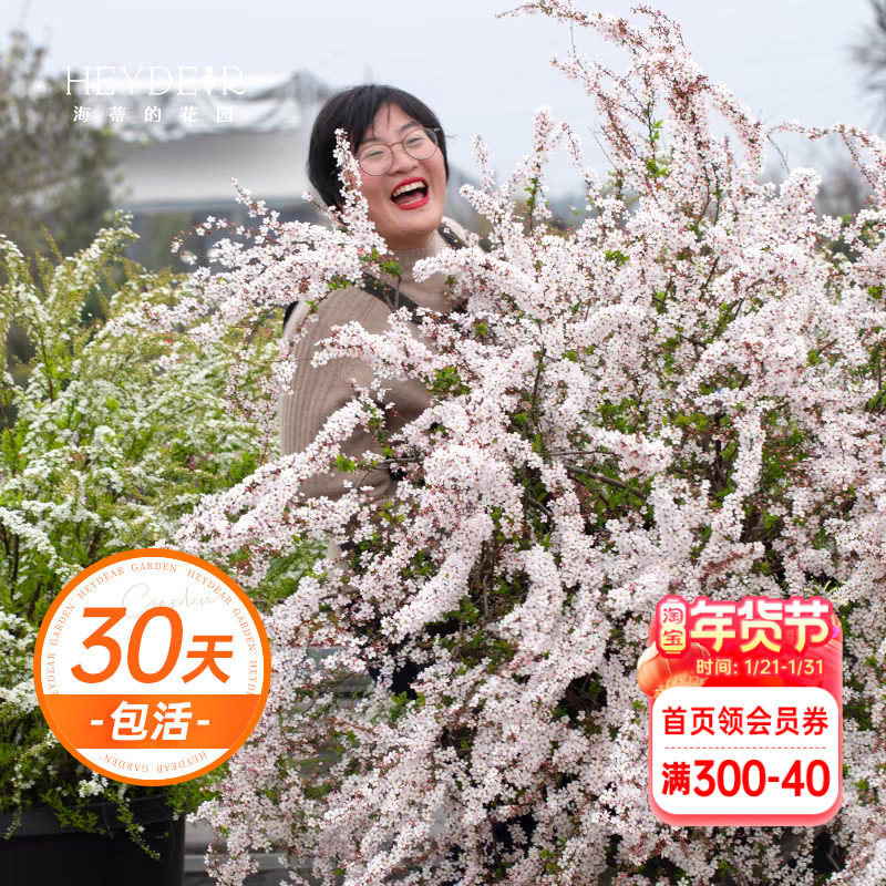 海蒂的花园雪柳盆栽喷雪花金叶粉花白花多年生花灌木耐寒花卉植物,鲜花速递/花卉仿真/绿植园艺,观叶 /花灌木,淘宝优惠券,粉丝福利购,淘宝优惠卷