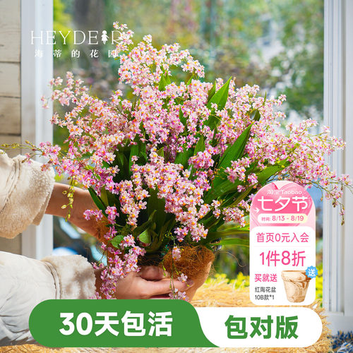 海蒂的花园文心兰盆栽
