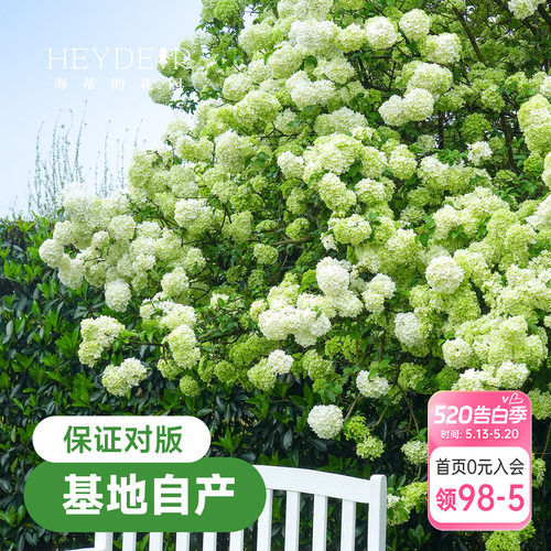 中华木绣球【小红书10万人种草】