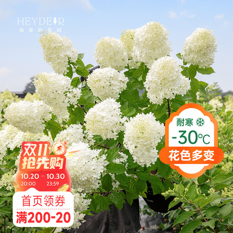 海妈香草草莓石灰灯带花盆栽