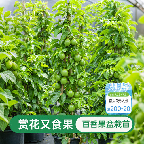 海蒂的花园百香果果苗观花观果