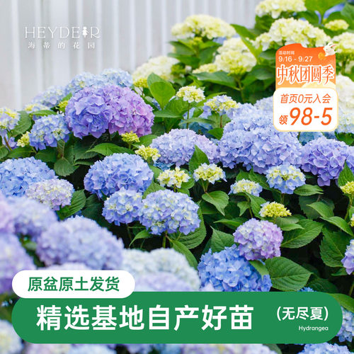 海蒂的花园无尽夏阳台庭院别墅
