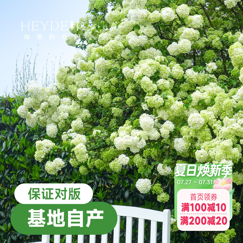 中华木绣球【小红书10万人种草】