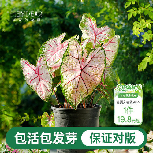 海蒂的花园彩叶芋种球粉色飞溅白色恋人桌面盆栽观叶植物室内绿植