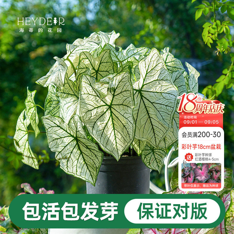 海蒂的花园彩叶芋种球桌面盆栽绿植观叶植物白色恋人养护简单好养图片