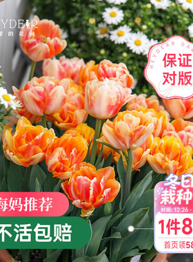 海蒂的花园郁金香种球5度球自然球阳台盆栽庭院地栽球根海妈推荐