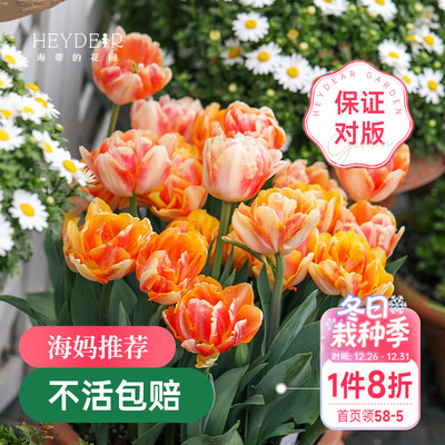 海蒂的花园郁金香种球狐步舞