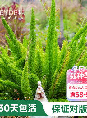 海蒂的花园狐尾天门冬盆栽苗多年生常绿植物室外庭院花境观叶绿植