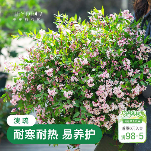春天花瀑布溲疏海蒂的花园灌木