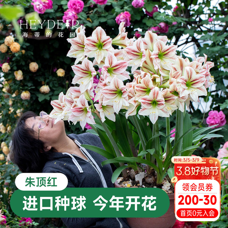 海蒂的花园荷兰朱顶红种球进口惊奇响铃爱神重瓣花卉植物室内花卉