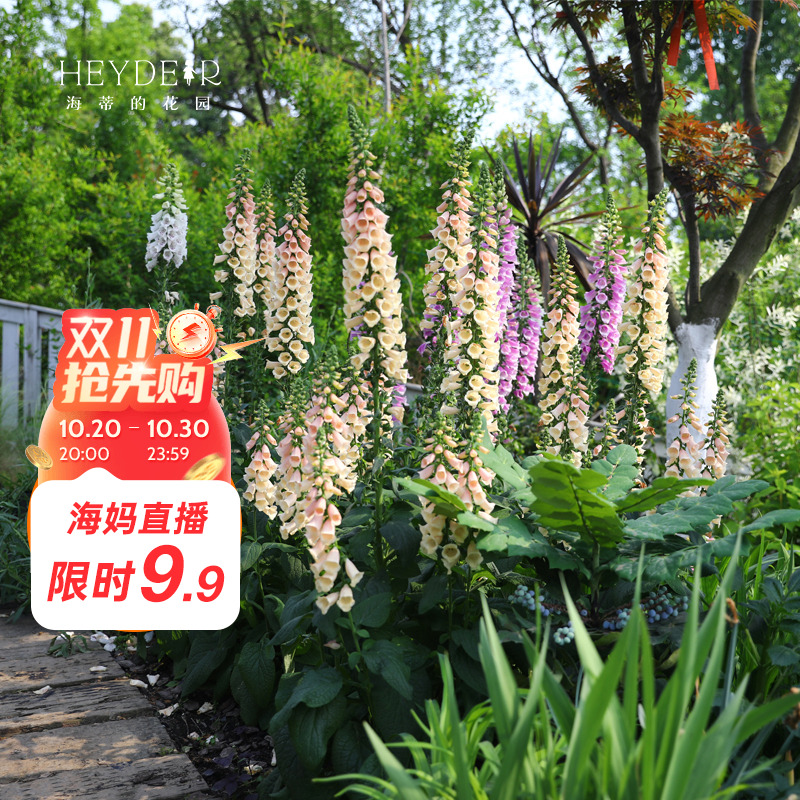 毛地黄花境盆栽苗植物耐寒