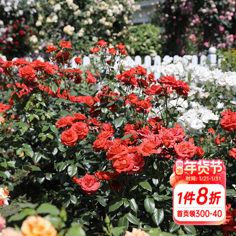 海蒂的花园  火热巧克力直立月季耐热耐寒皮实表现好盆栽花苗,鲜花速递/花卉仿真/绿植园艺,月季/蔷薇/玫瑰,淘宝优惠券,粉丝福利购,淘宝优惠卷