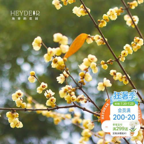 海蒂的花园腊梅花苗易活好养