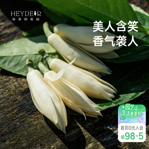 海蒂的花园黄葛兰黄角兰白兰花四川本土植物耐热香味花卉树苗盆栽