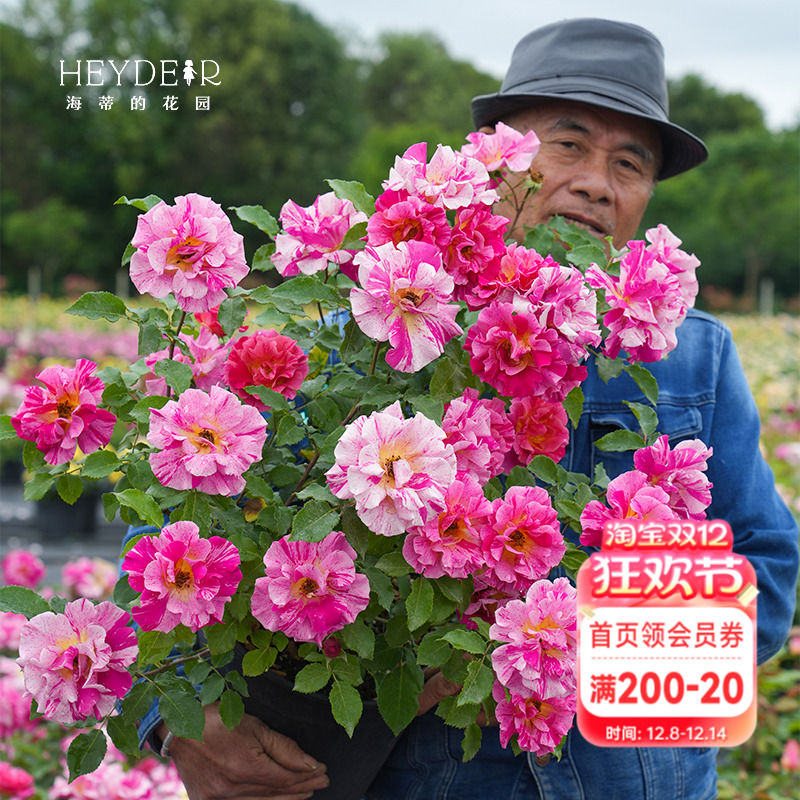 海蒂的花园月季阳台庭院盆栽灌木