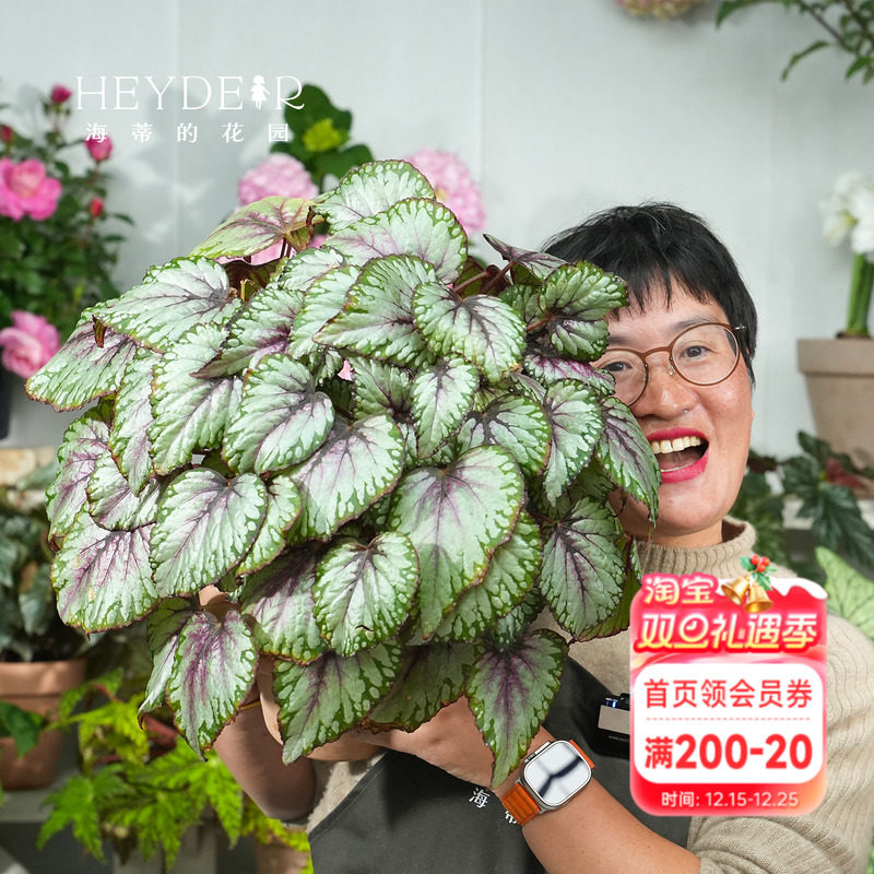 海蒂的花园秋海棠盆栽竹节海棠阳台室外室内客厅桌面绿植观叶植物