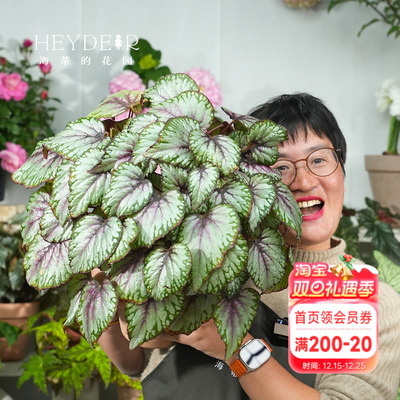 海蒂的花园秋海棠盆栽竹节海棠阳台室外室内客厅桌面绿植观叶植物