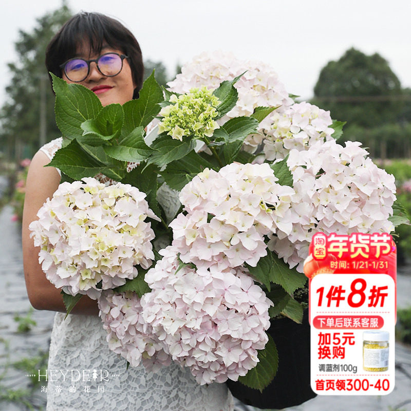 海蒂的花园青岛绣球大花粉白色可爱耐阴阳台露台花卉植物盆栽花苗,鲜花速递/花卉仿真/绿植园艺,绣球/木绣球/木本植物,淘宝优惠券,粉丝福利购,淘宝优惠卷