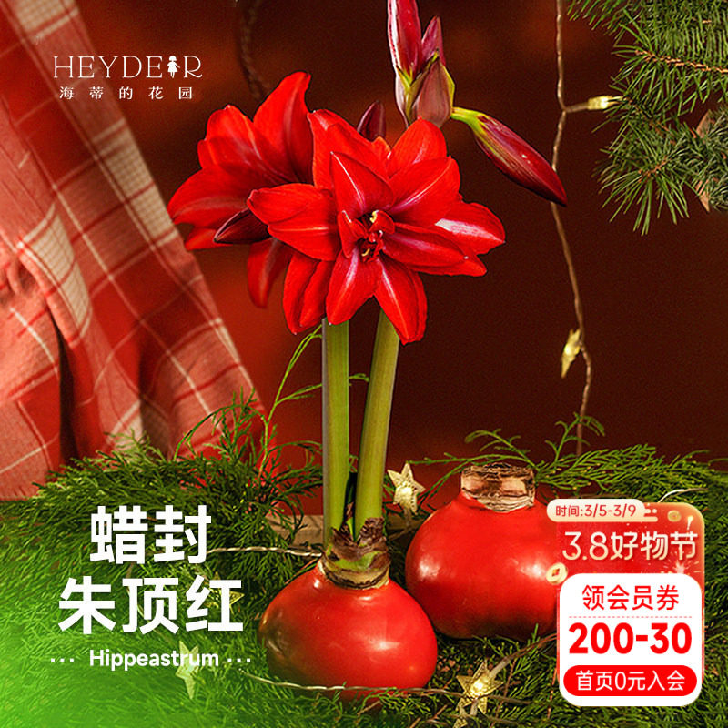 海蒂的花园 蜡封朱顶红办公室内开花球根花卉无土栽培种球