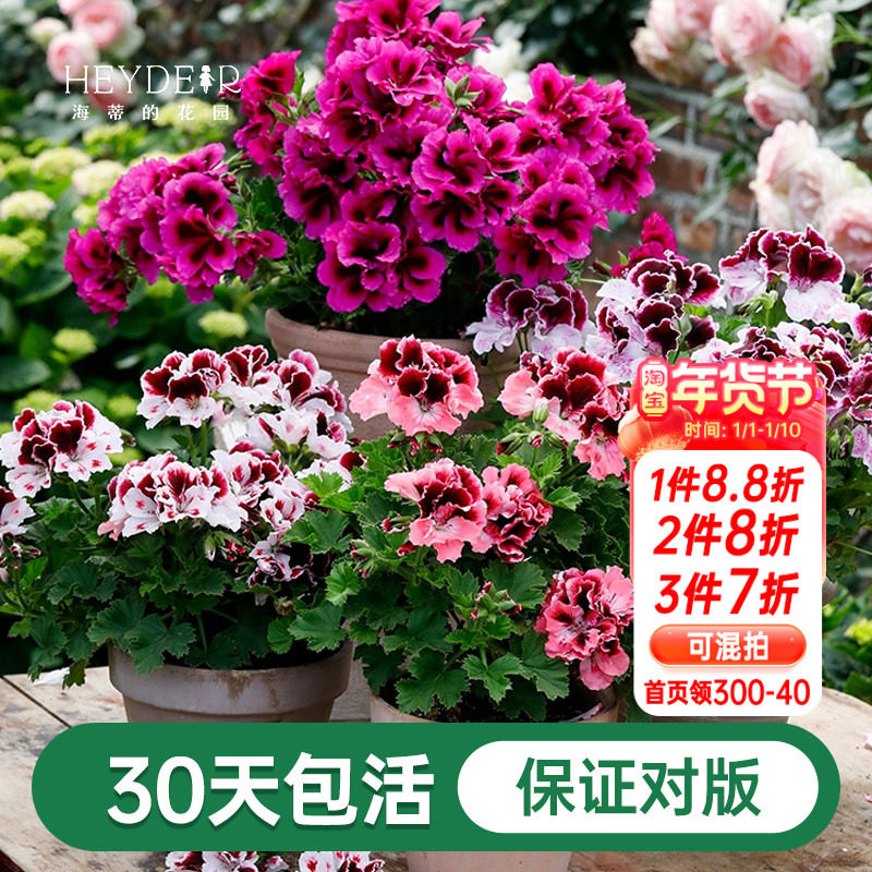 海蒂的花园天竺葵花苗盆栽重瓣四季垂吊直立大花飞溅花卉植物室内