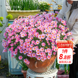 海蒂的花园玛格丽特多年生洋菊阳台庭院盆栽地栽菊科草本花卉植物