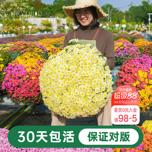 海蒂宿根草花球菊带花盆栽