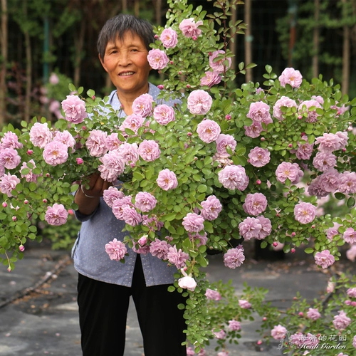 海蒂的花园 Список списков роза сеянцы рассады цветочный горшок осень и зимний растение, связанный с растениями.