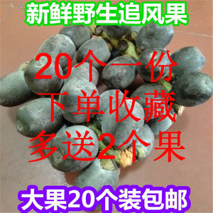 追风果刺虎风湿果泡酒越南