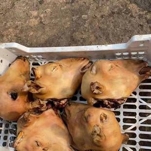 陕北横山羊肉火烧羊头农家草山羊肚烧烤羊腰子羊蹄子现宰顺丰包邮