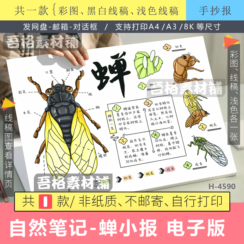 自然笔记蝉模版电子版昆虫生成长日记录卡手抄报半成品黑白线描稿