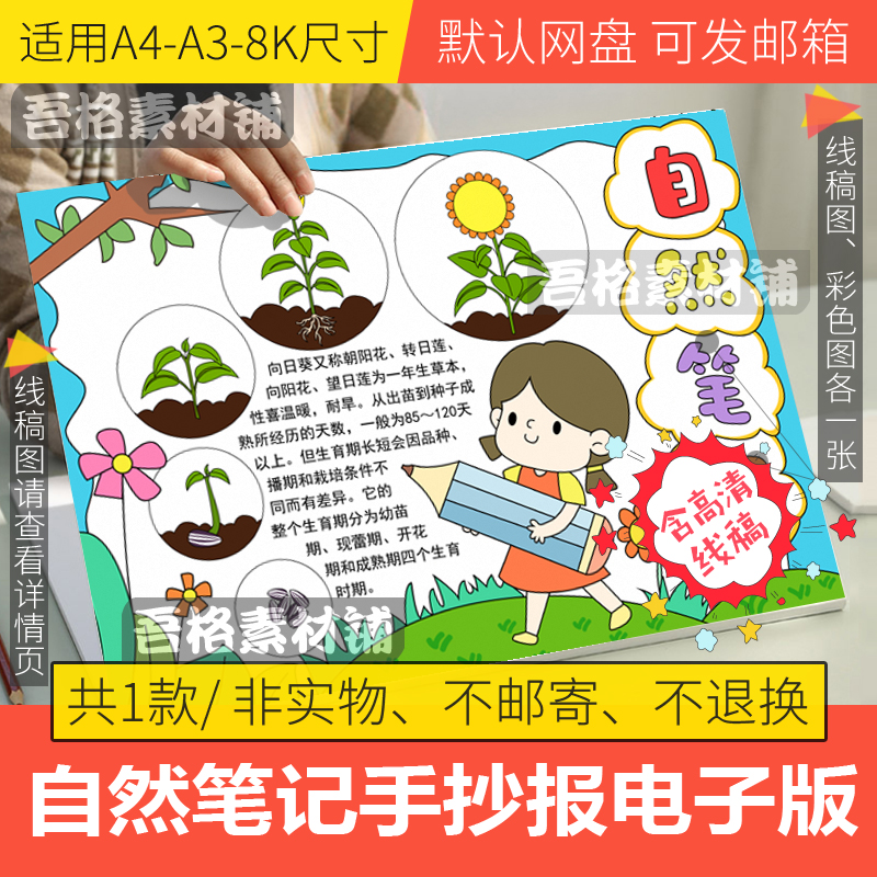 自然笔记手抄报模板电子版小学生向日葵植物生长手抄报线稿a3a48k