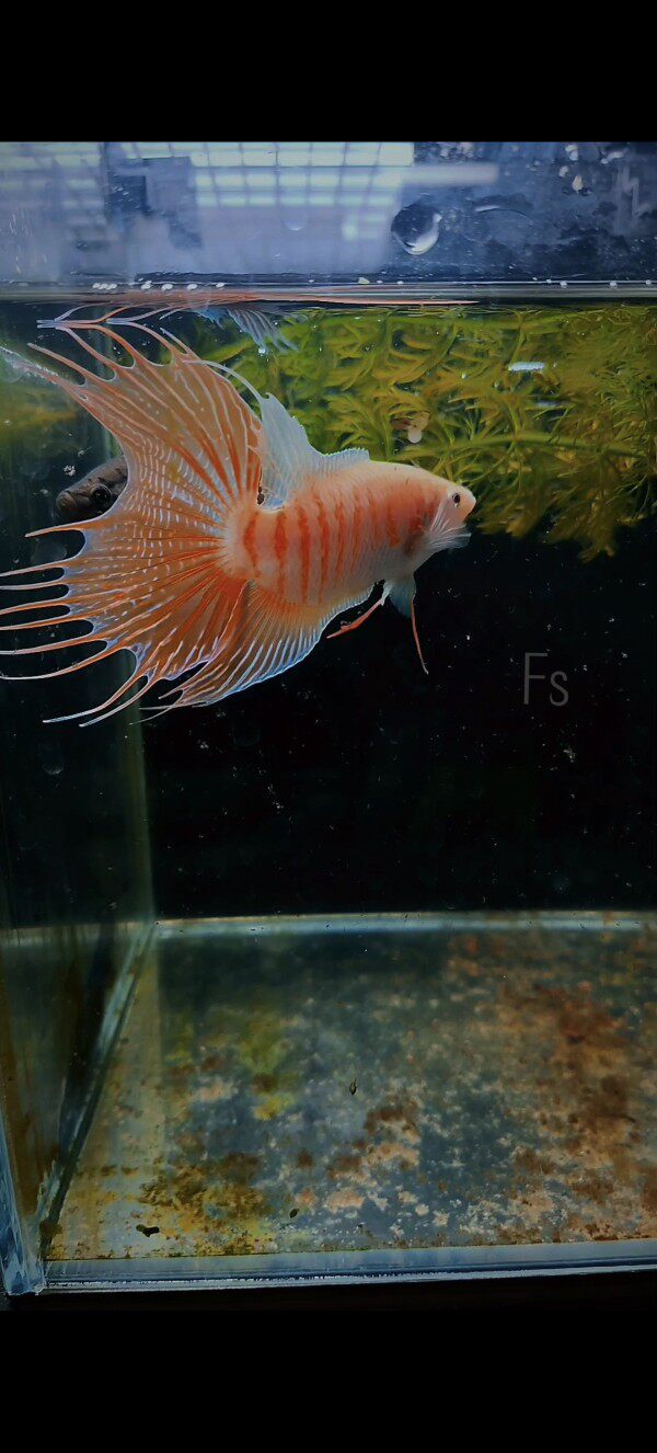 中国斗鱼 叉尾斗鱼 白化两广普 白化斗鱼 白兔斗鱼 改良白兔