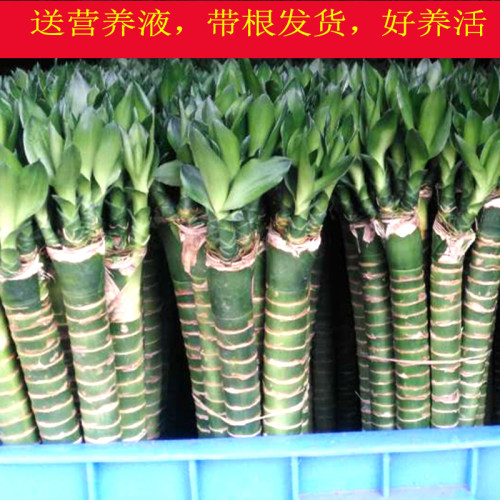 富贵竹带根粗杆水养绿植盆栽竹子