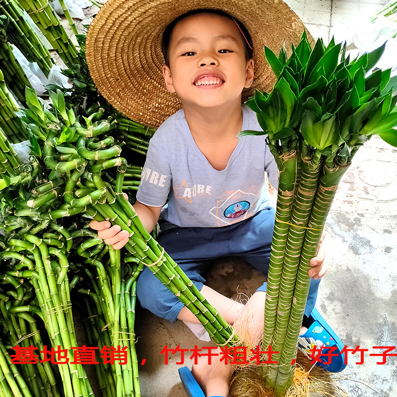 绿植水养富贵竹富贵竹客厅