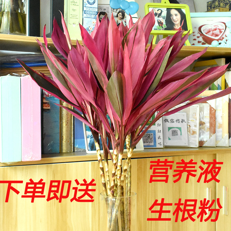 富贵竹红竹紫竹龙竹水培水养植物
