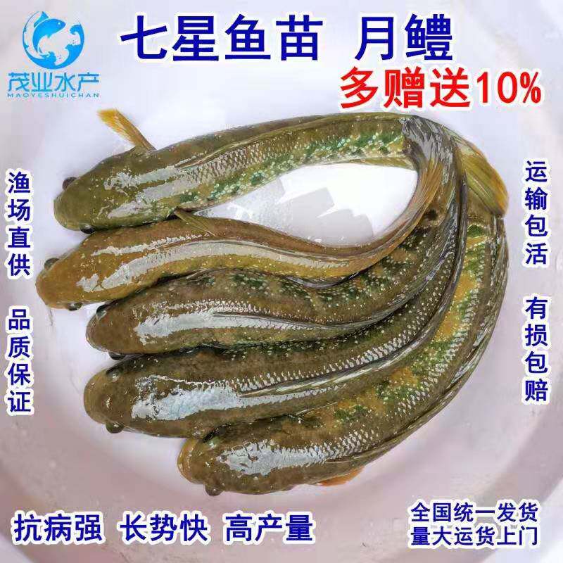 七星鱼苗  山斑鱼月鳢孤呆花星 雷龙 鱼塘水池淡水养殖 活体包邮