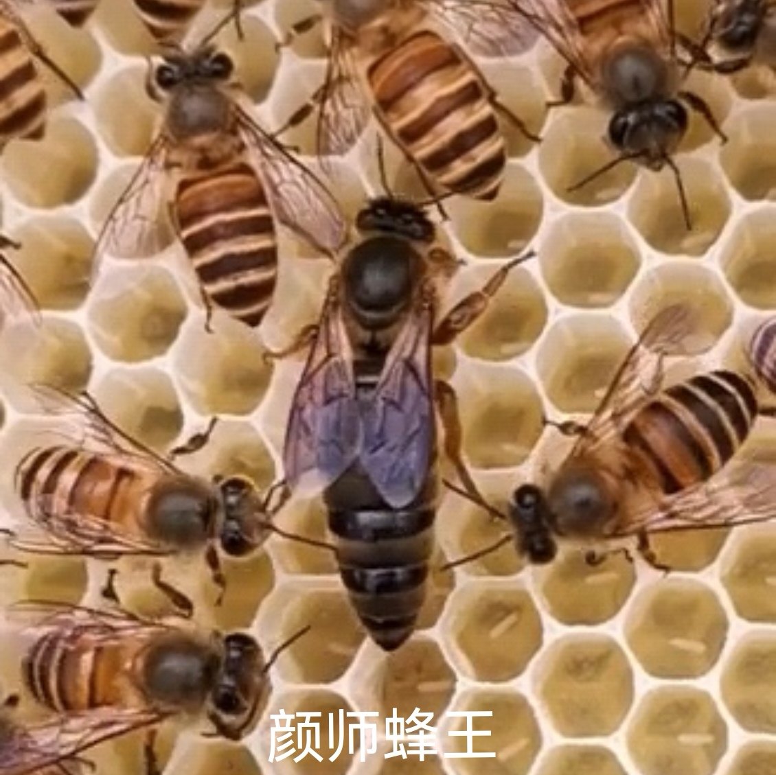 颜师梅州蜂园处蜜蜂蜂王活体中蜂女王仓蜂强群良种新产卵蜜蜂种王