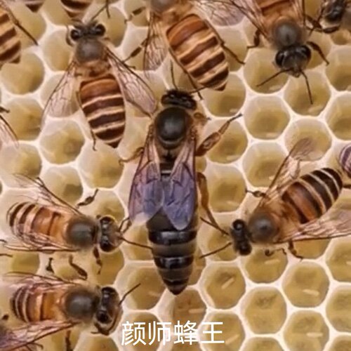 颜师蜜蜂蜂王中蜂仓蜂强群蜂种王